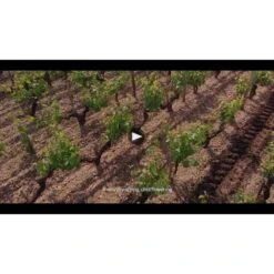 Chateau Lafite Rothschild 2019 -WINE Sales ee6o0en0i5hs9jfaz6x3