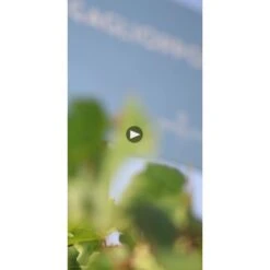 Ippolito 1845 Mabilia Ciro Rosato 2022 7 Ippolito 1845 Mabilia Ciro Rosato 2022 -WINE Sales matczh36kov1vwxavcig