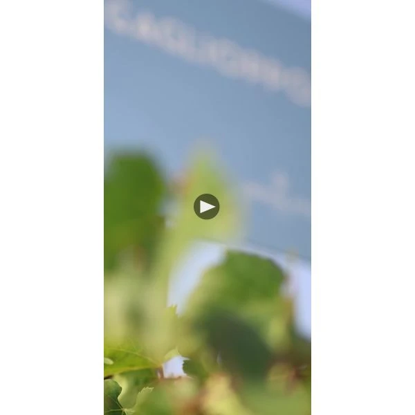 Ippolito 1845 Mabilia Ciro Rosato 2022 5 Ippolito 1845 Mabilia Ciro Rosato 2022 - Image 3